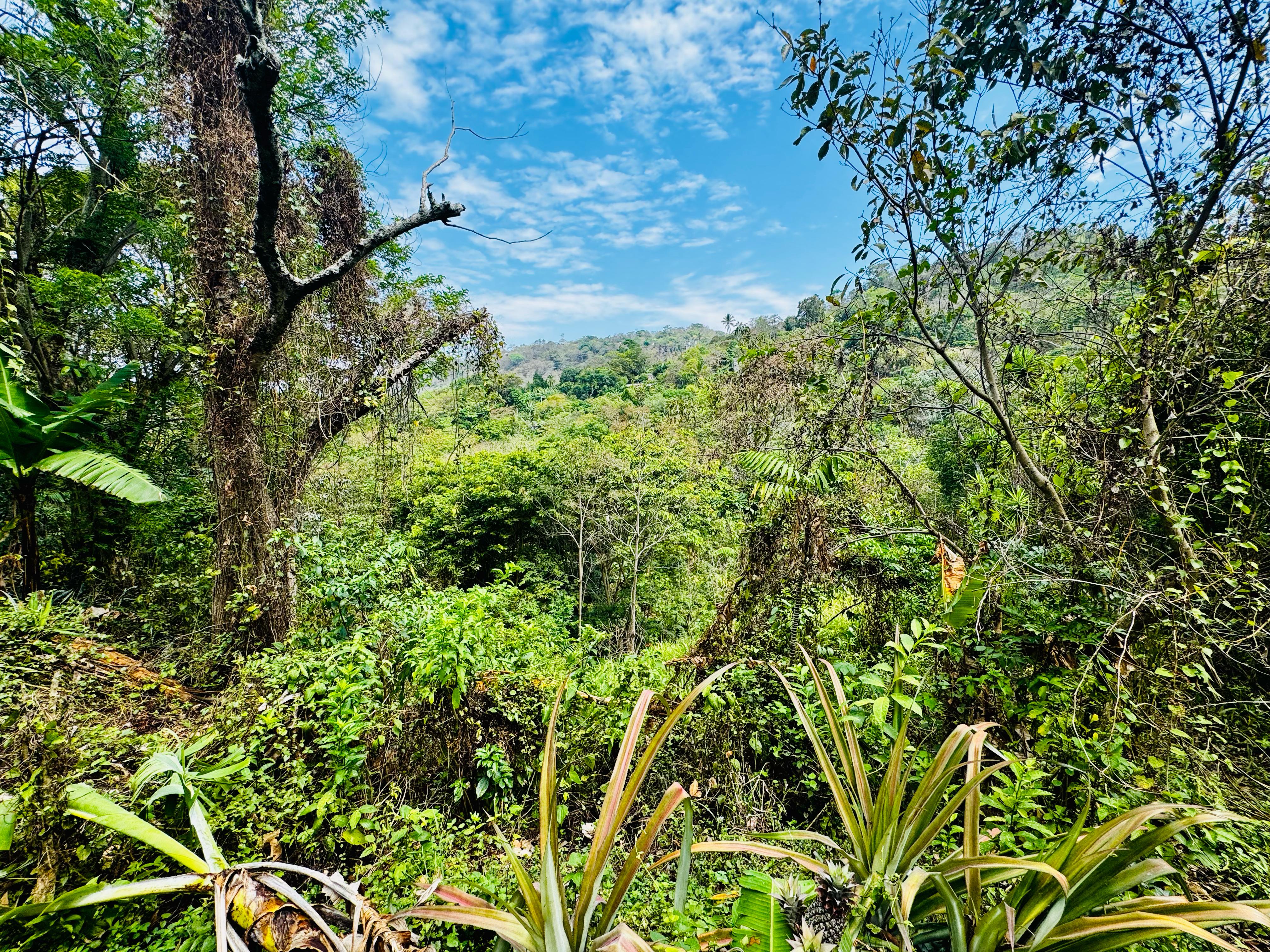 Rustic Land for sale in Cojutepeque, El Salvador(45 Minutes from San Salvador)(Bitcoin BTC accepted)