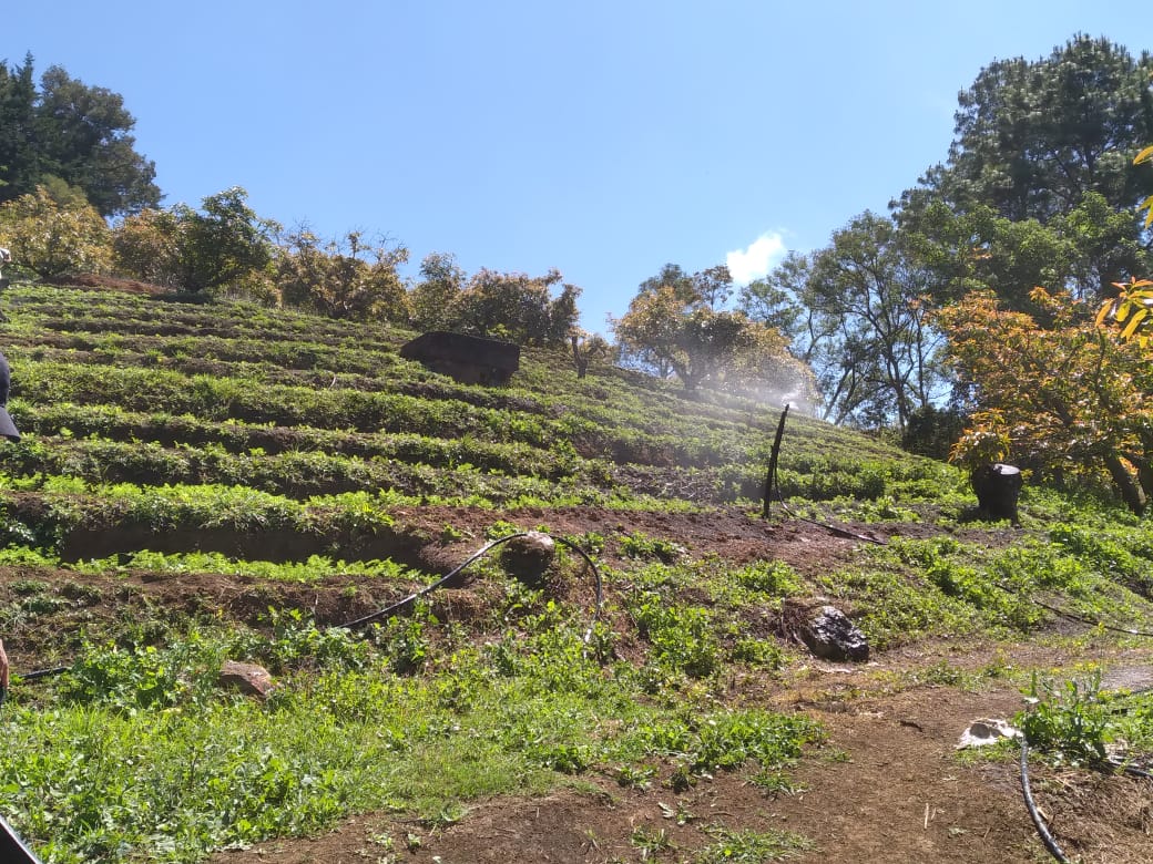 Agricultural Farm with Water Sources & Established Crops (Chalatenango, El Salvador)
