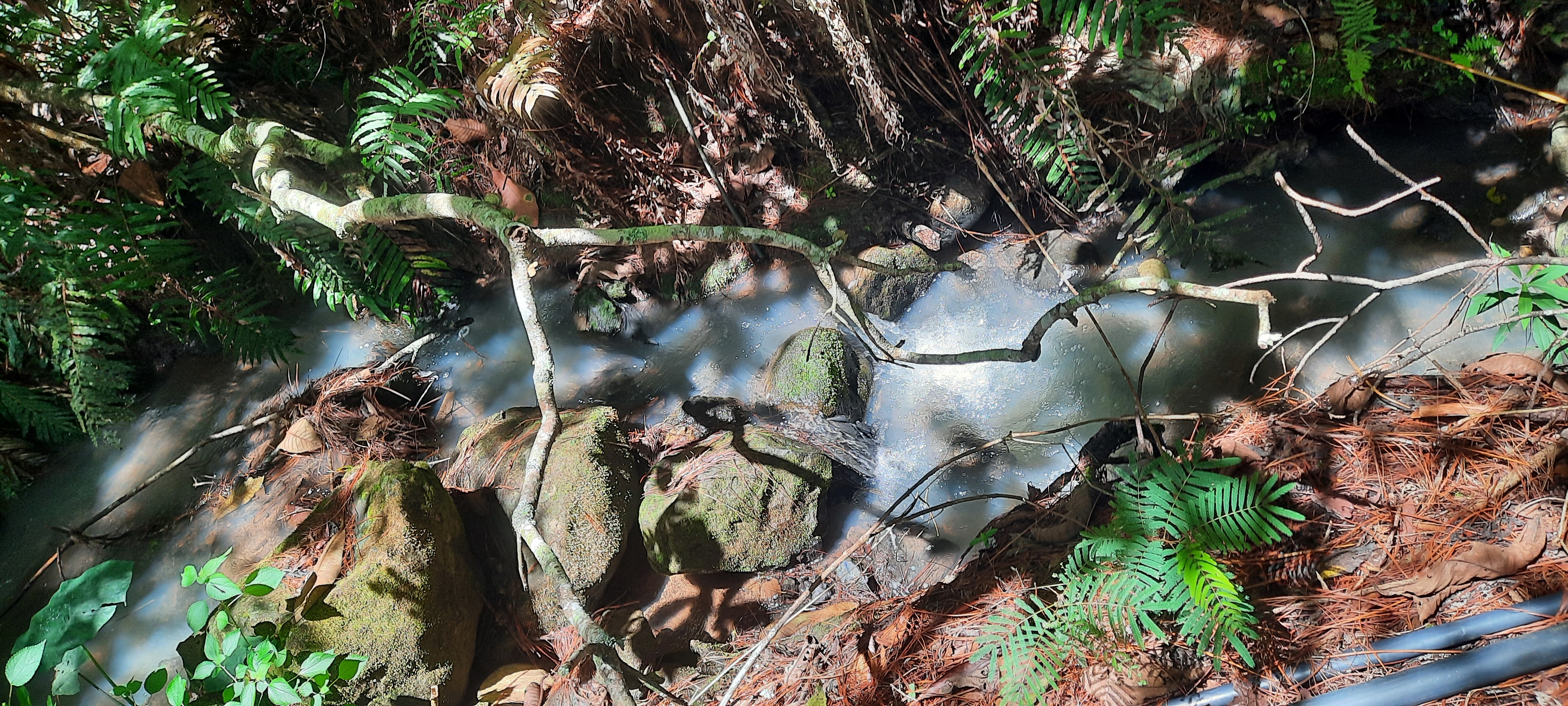 Agricultural Farm with Water Sources & Established Crops (Chalatenango, El Salvador) - Thumbnail 2