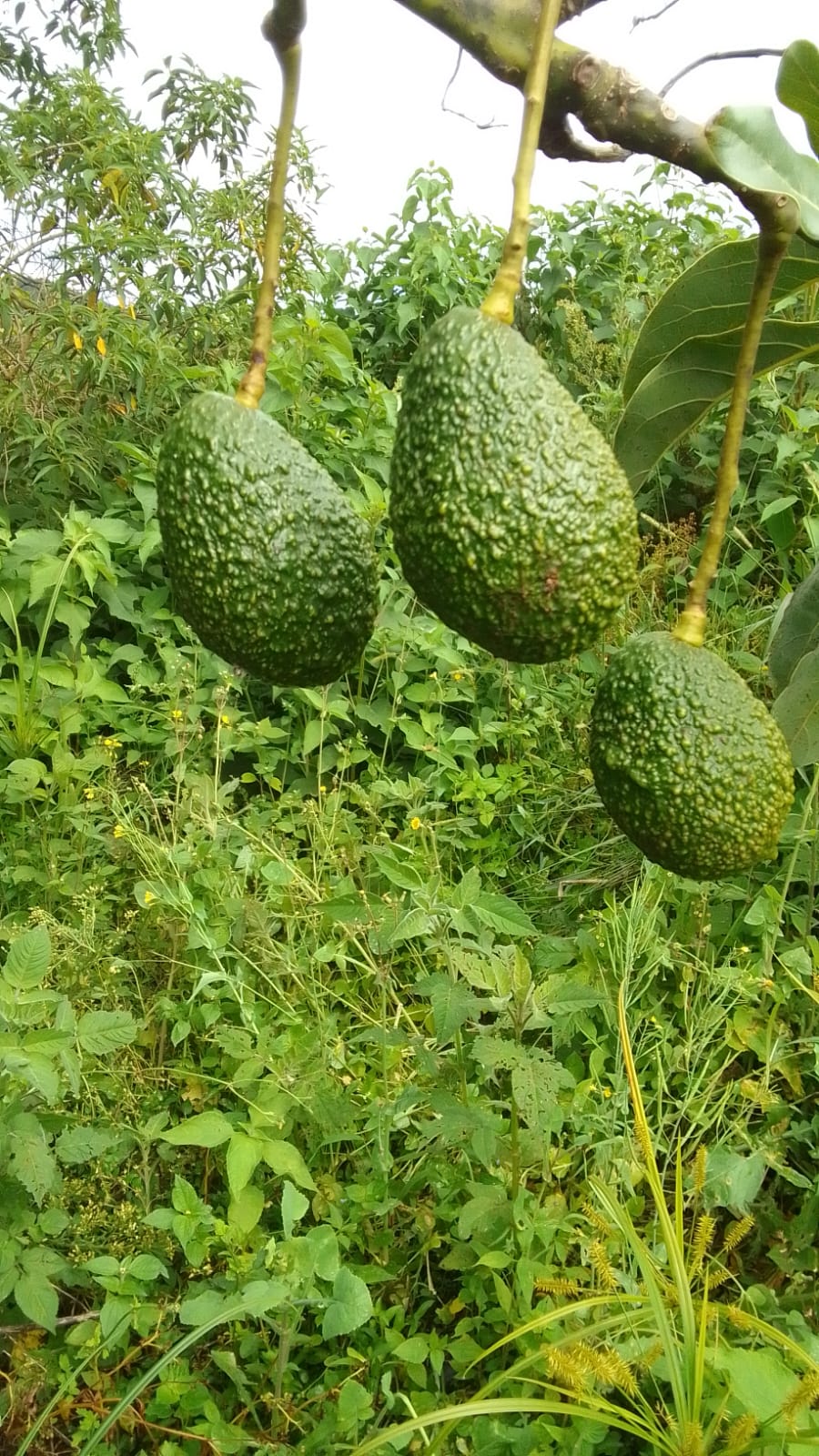 Agricultural Farm with Water Sources & Established Crops (Chalatenango, El Salvador) - Thumbnail 4