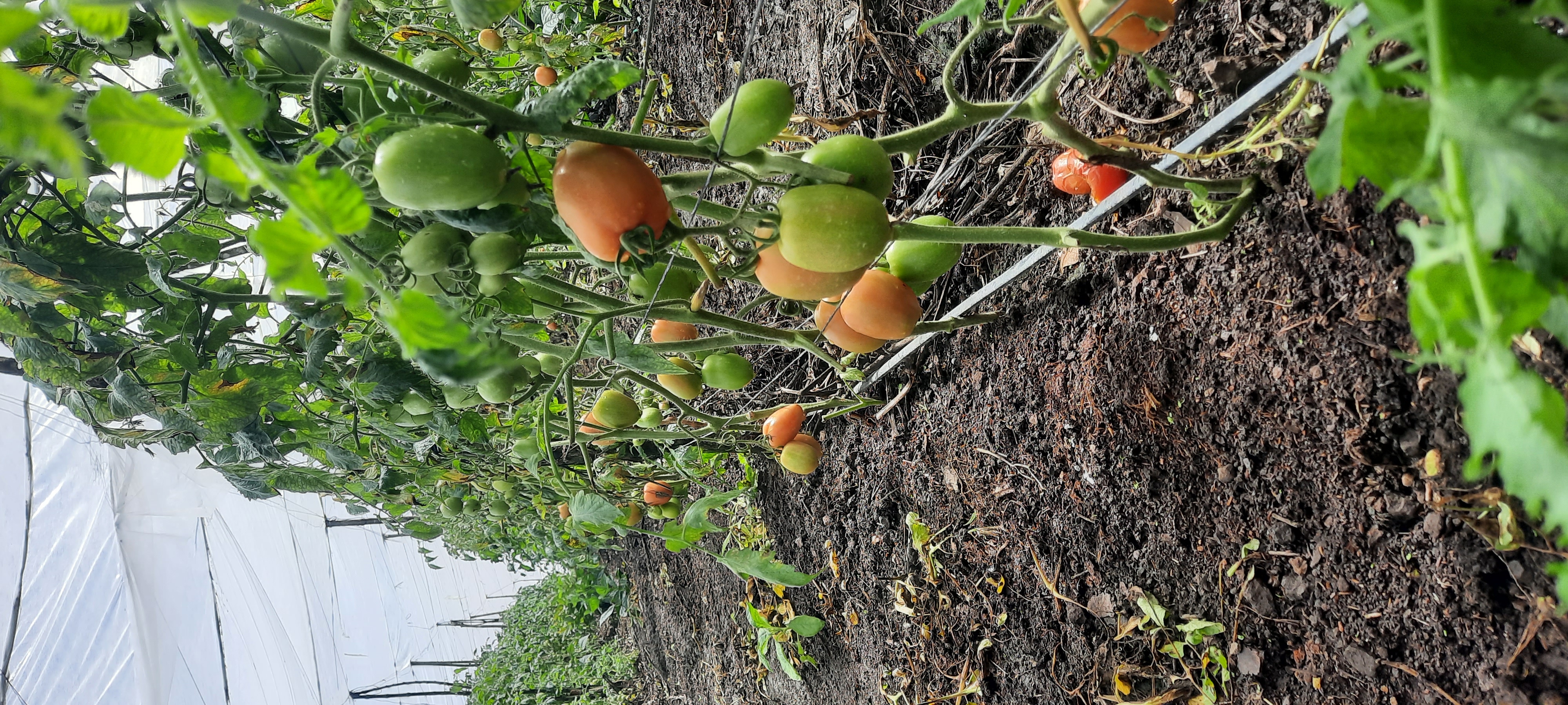 Agricultural Farm with Water Sources & Established Crops (Chalatenango, El Salvador) - Thumbnail 3