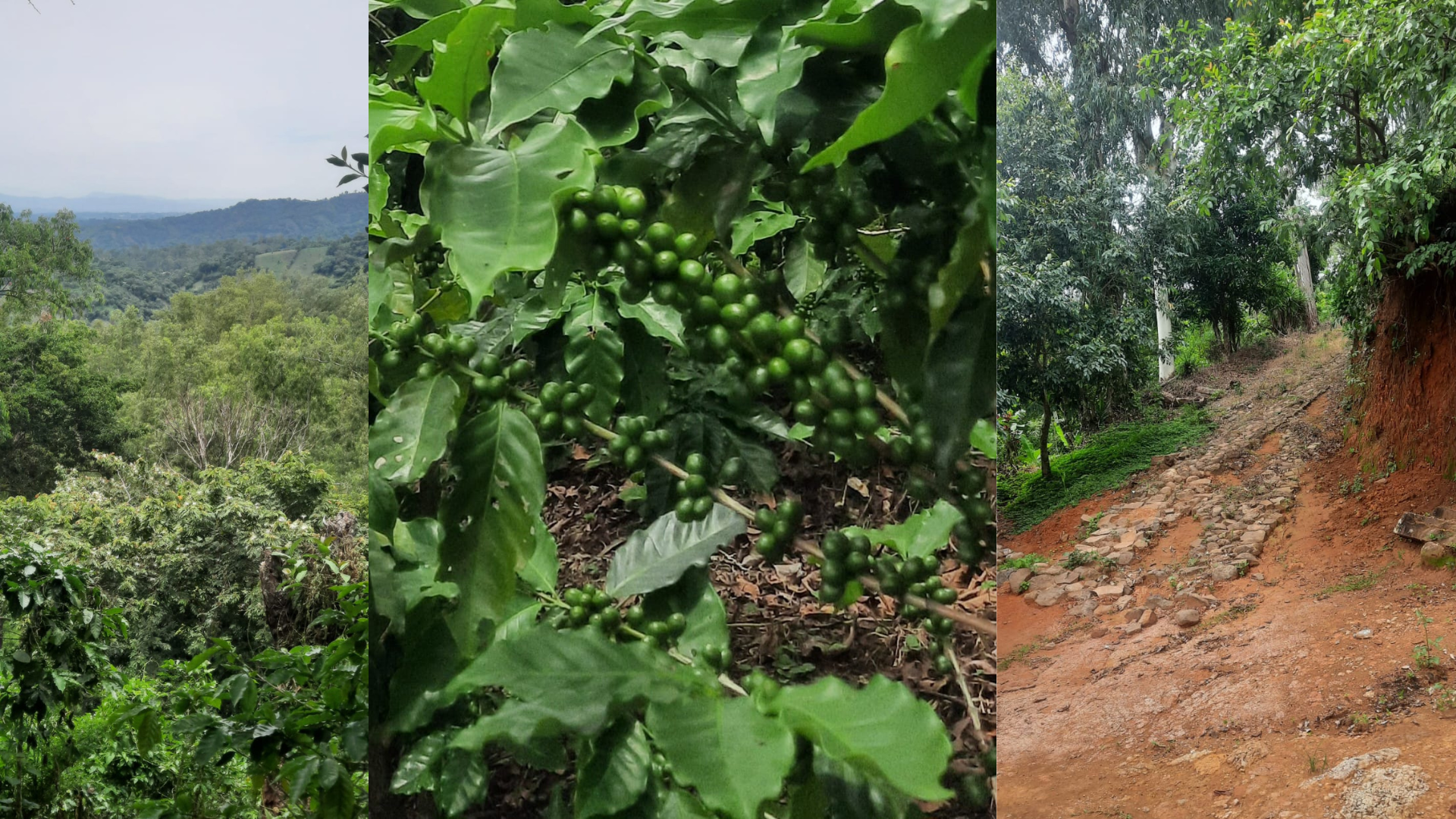 Coffee-Producing Farm with Export Clients (Tacuba, Ahuachapán, El Salvador)