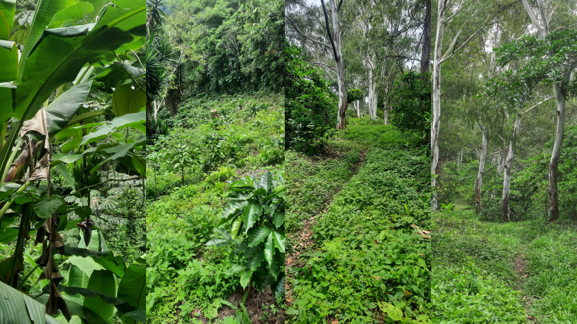Coffee-Producing Farm with Export Clients (Tacuba, Ahuachapán, El Salvador) - Thumbnail 2