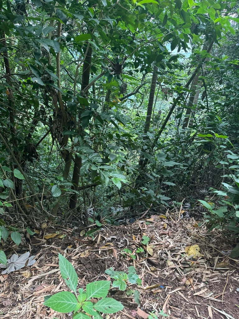 Land for Sale in Chiltiupán with Mountain Views – 5 Manzanas - 8.5 acres - El Salvador - Thumbnail 2