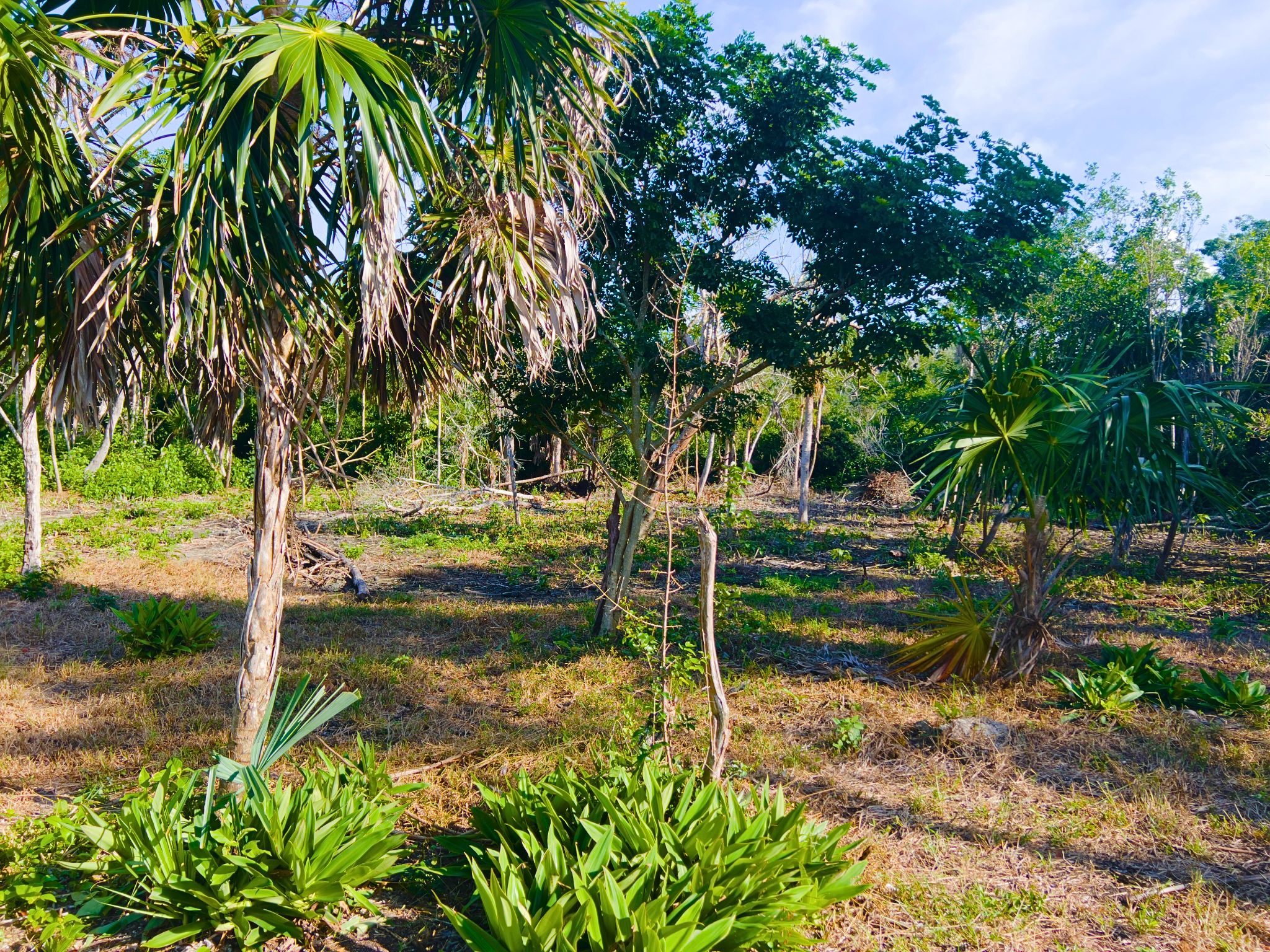 Beachfront Land for Sale – 10.73 Acres by Cerros Maya Ruins, Corozal, Belize - Thumbnail 4