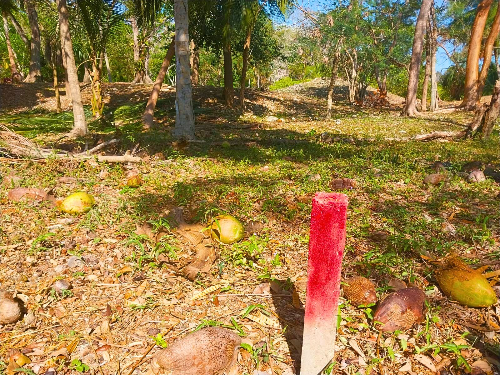 Beachfront Land for Sale – 9.73 Acres by Cerros Maya Ruins, Corozal, Belize - Thumbnail 2
