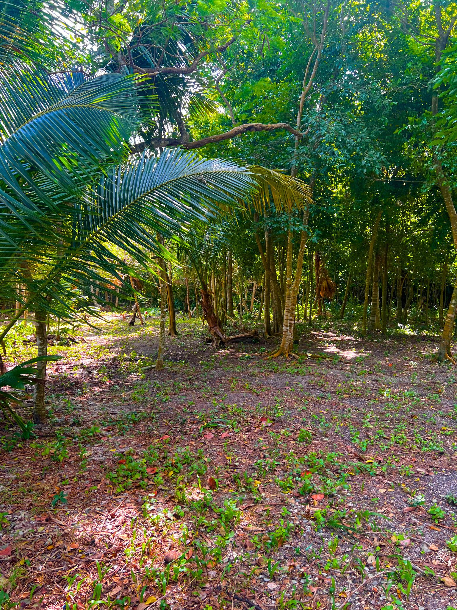 Beachfront Land for Sale – 9.73 Acres by Cerros Maya Ruins, Corozal, Belize - Thumbnail 7