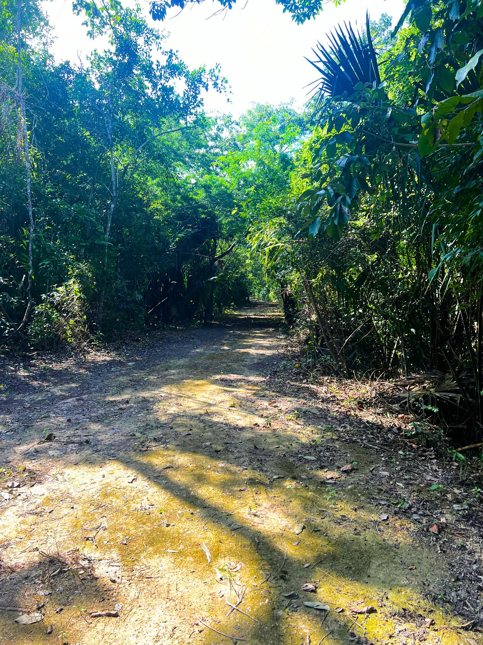 Beachfront Land for Sale – 9.73 Acres by Cerros Maya Ruins, Corozal, Belize - Thumbnail 4