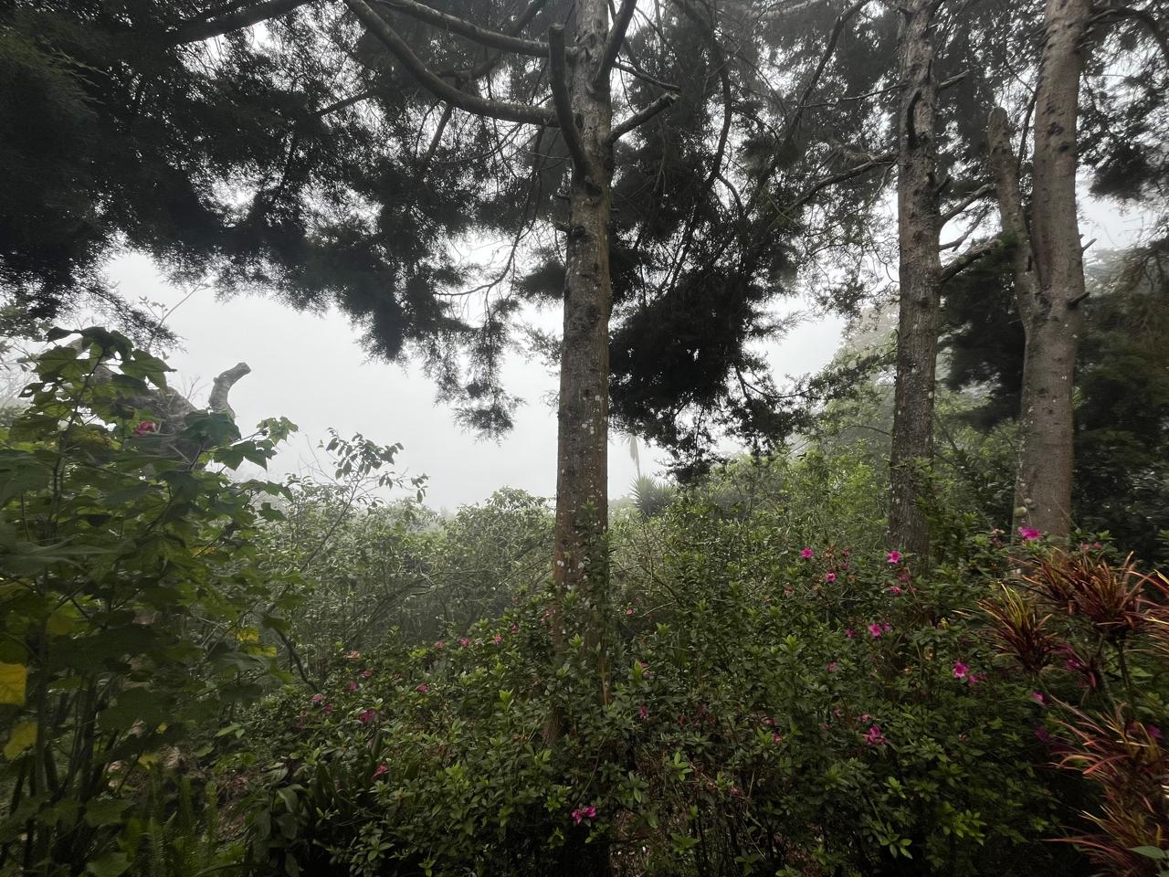 Cabin (Cabaña) with Bourbon Coffee Farm – Los Naranjos, Sonsonate, El Salvador - Thumbnail 4