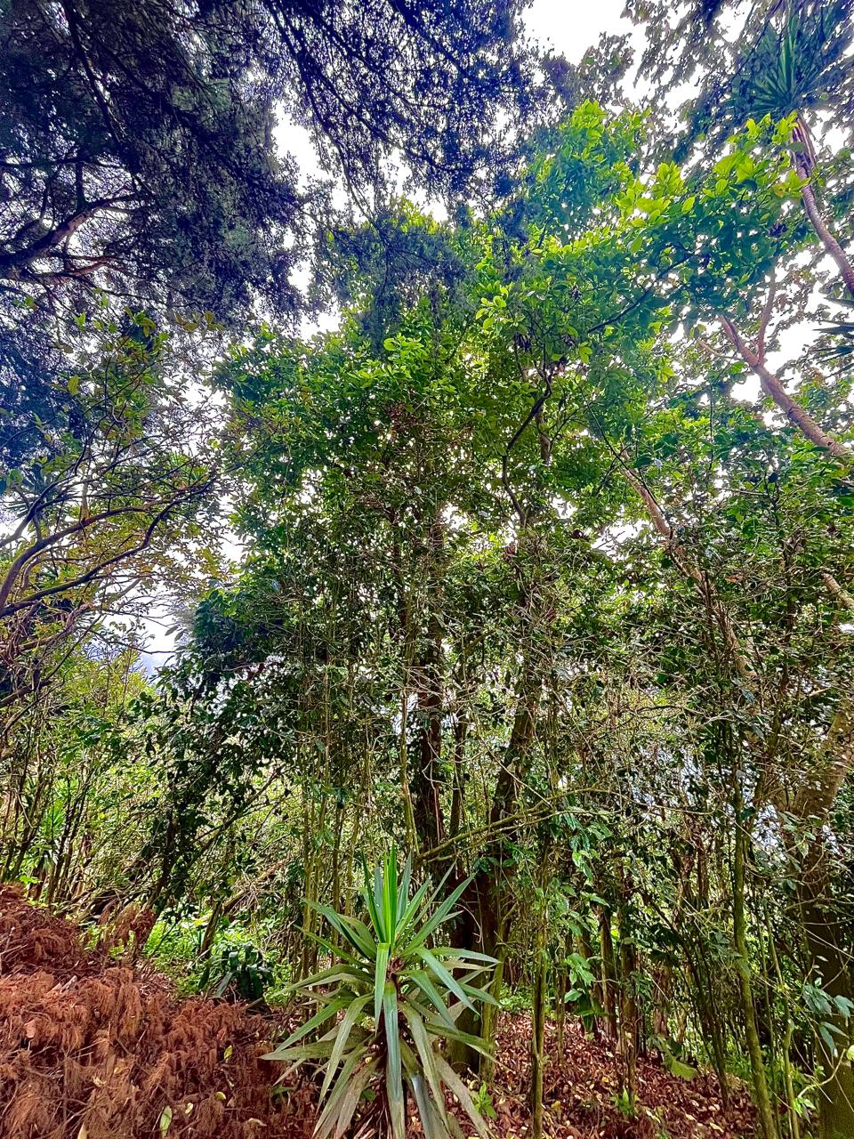 Cabin (Cabaña) with Bourbon Coffee Farm – Los Naranjos, Sonsonate, El Salvador - Thumbnail 3