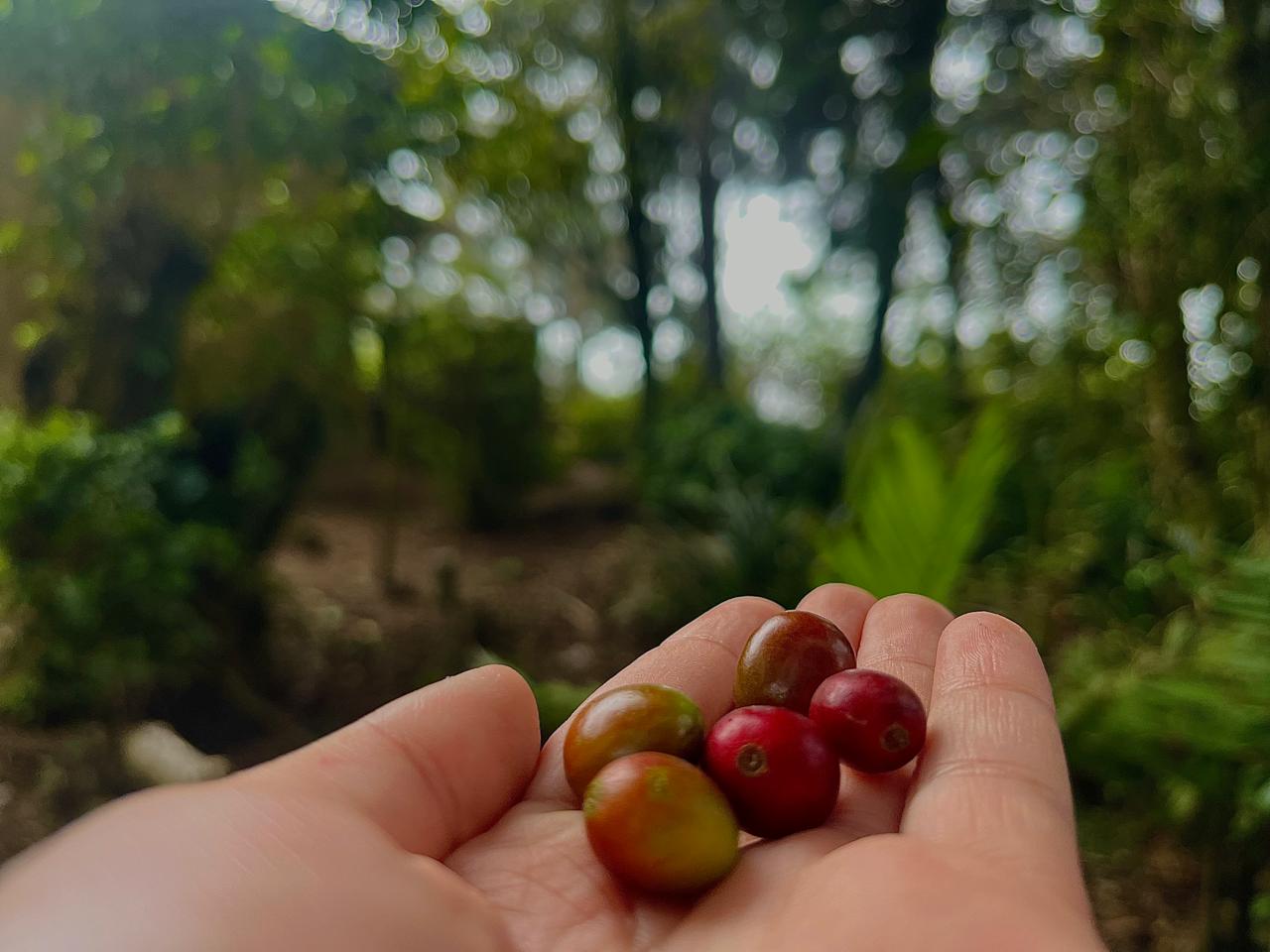 Cabin (Cabaña) with Bourbon Coffee Farm – Los Naranjos, Sonsonate, El Salvador - Thumbnail 2