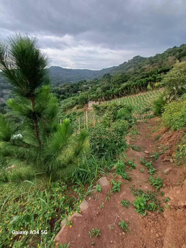 Investment Property with 6 Lots and Event Area in Cantón Las Cruces - Image 4