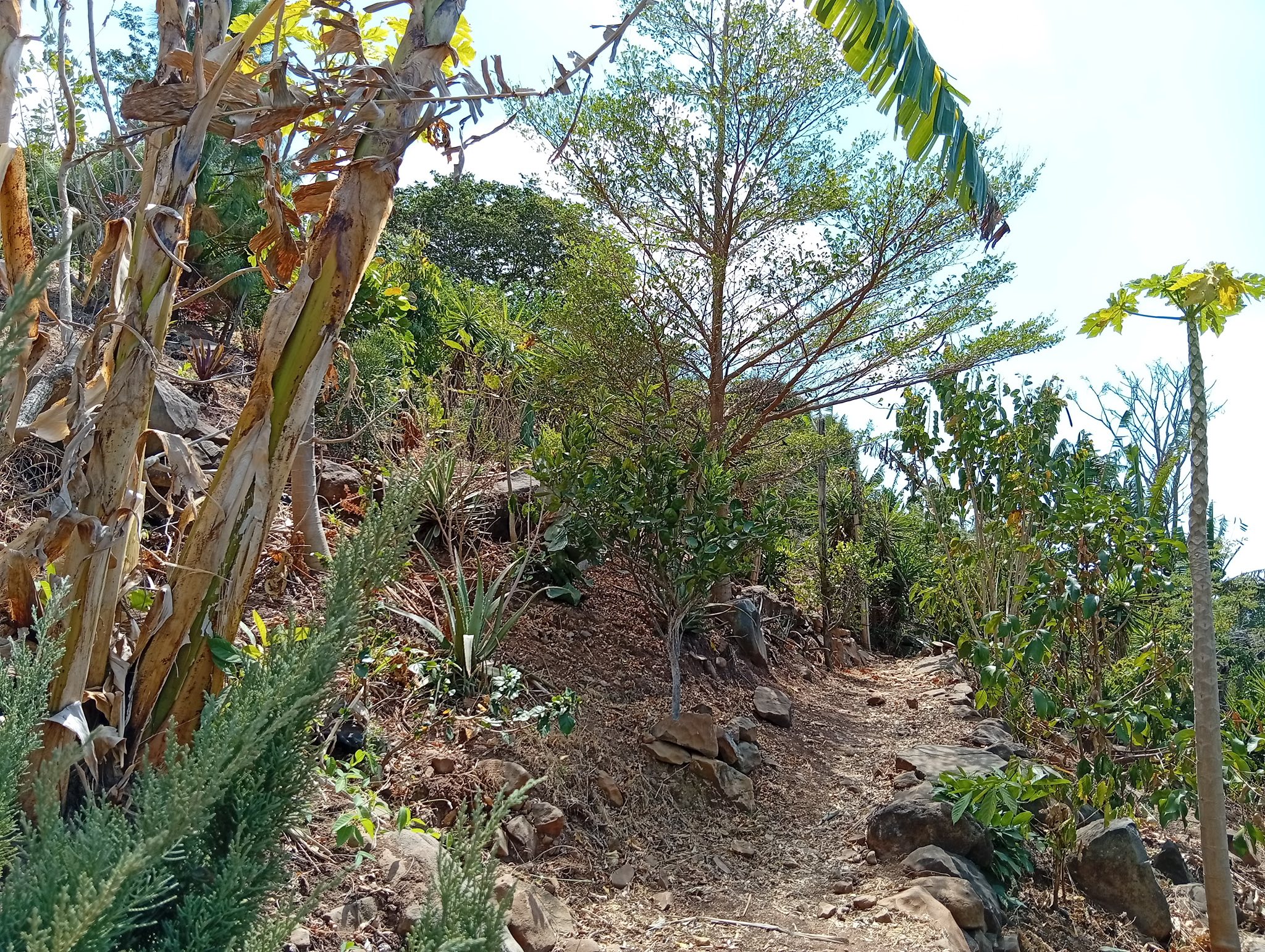 Investment Property with 6 Lots and Event Area in Cantón Las Cruces - Image 8