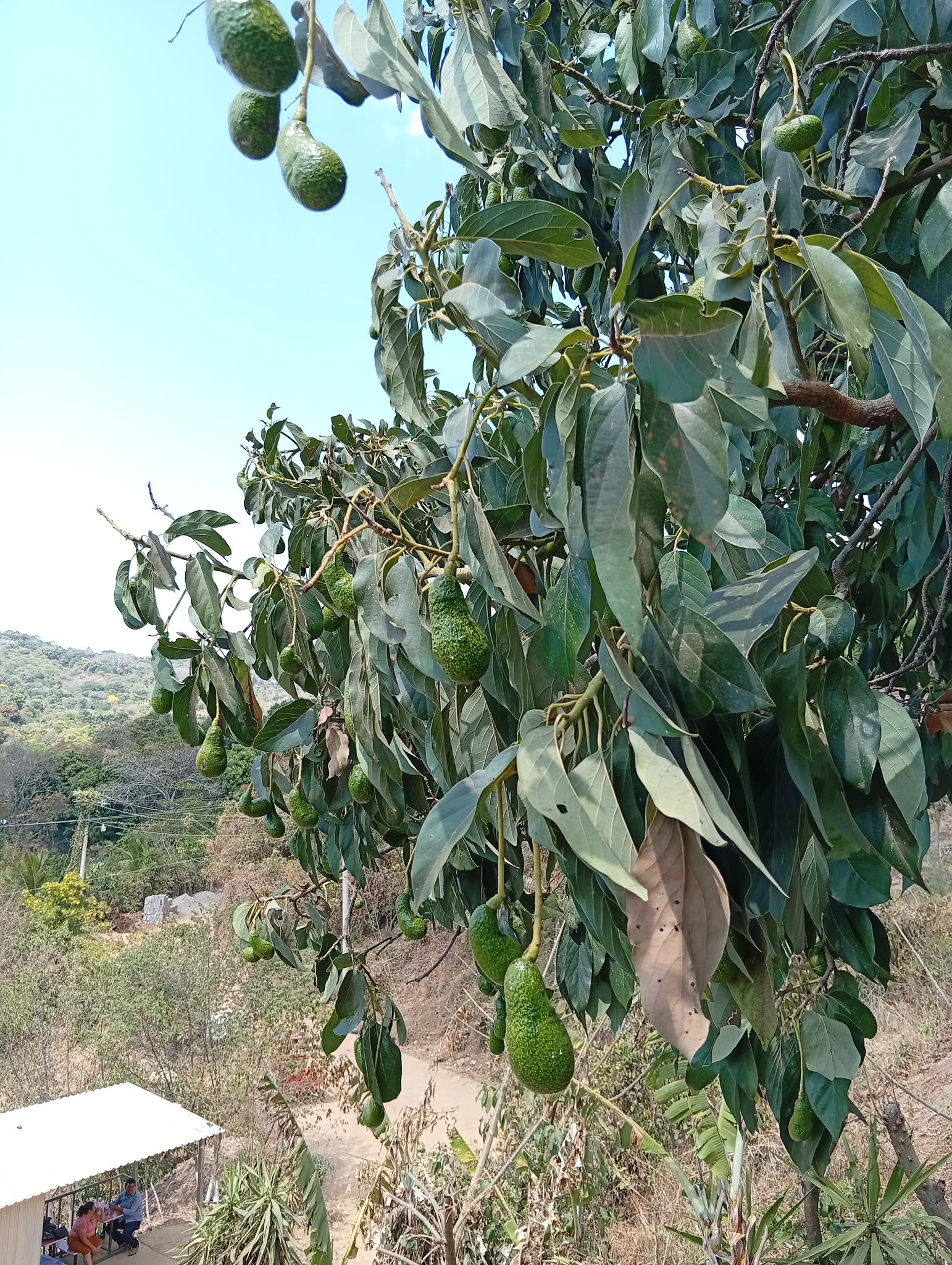 Investment Property with 6 Lots and Event Area in Cantón Las Cruces - Image 5
