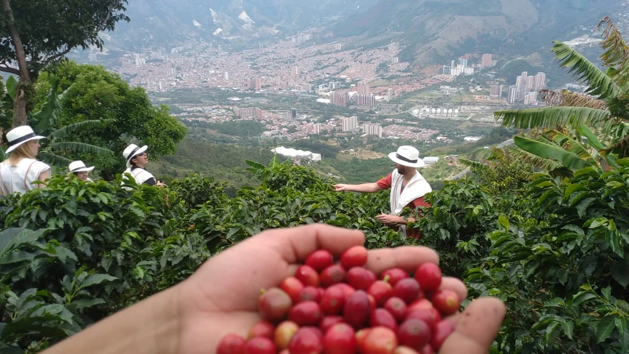 Don Leandro – Operating Coffee Farm & Boutique Agrotourism Business Near Medellín - Image 1