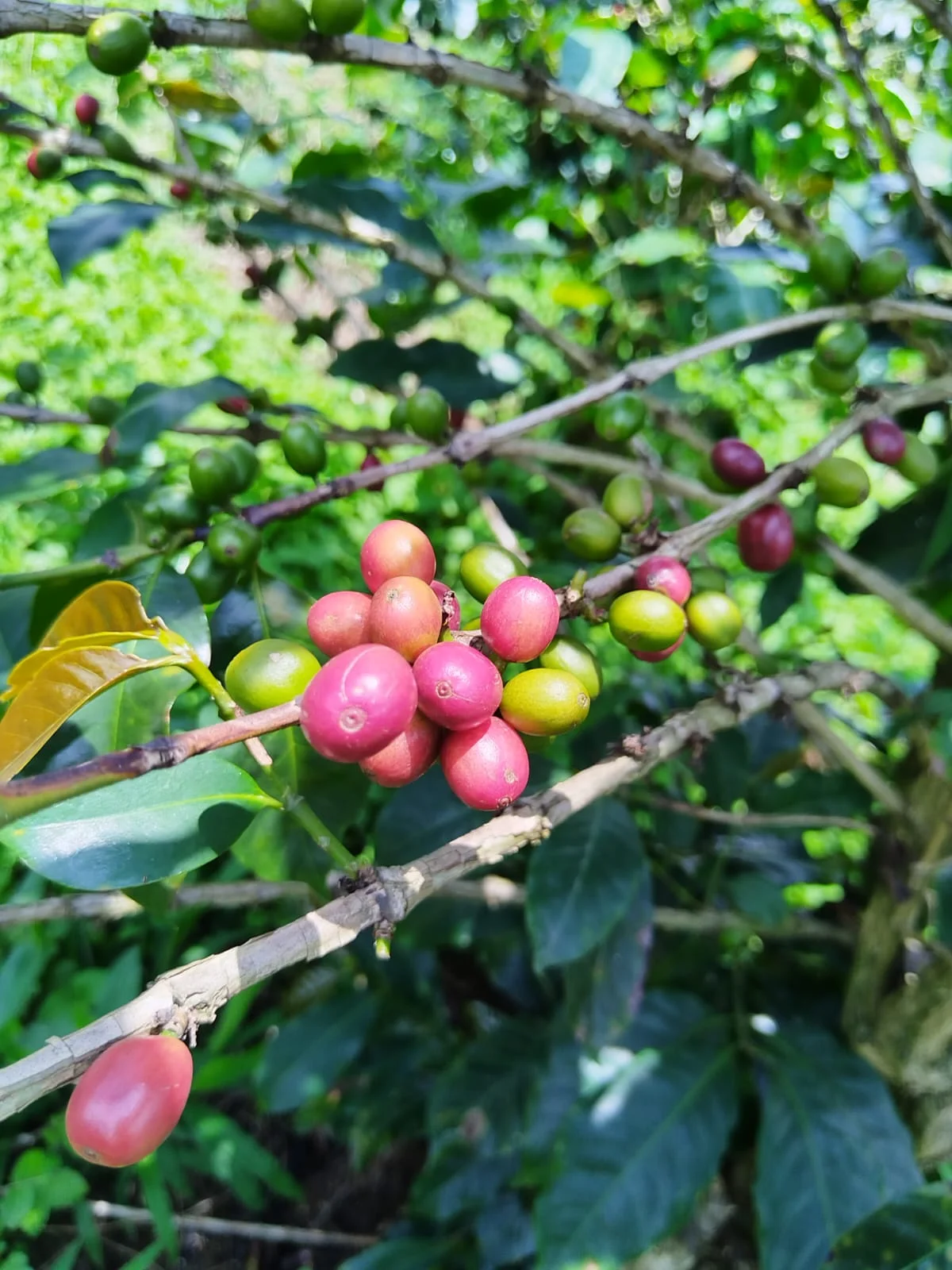 Artisanal Coffee Farm & Boutique Tourism Investment – Vereda El Jardín - Image 3