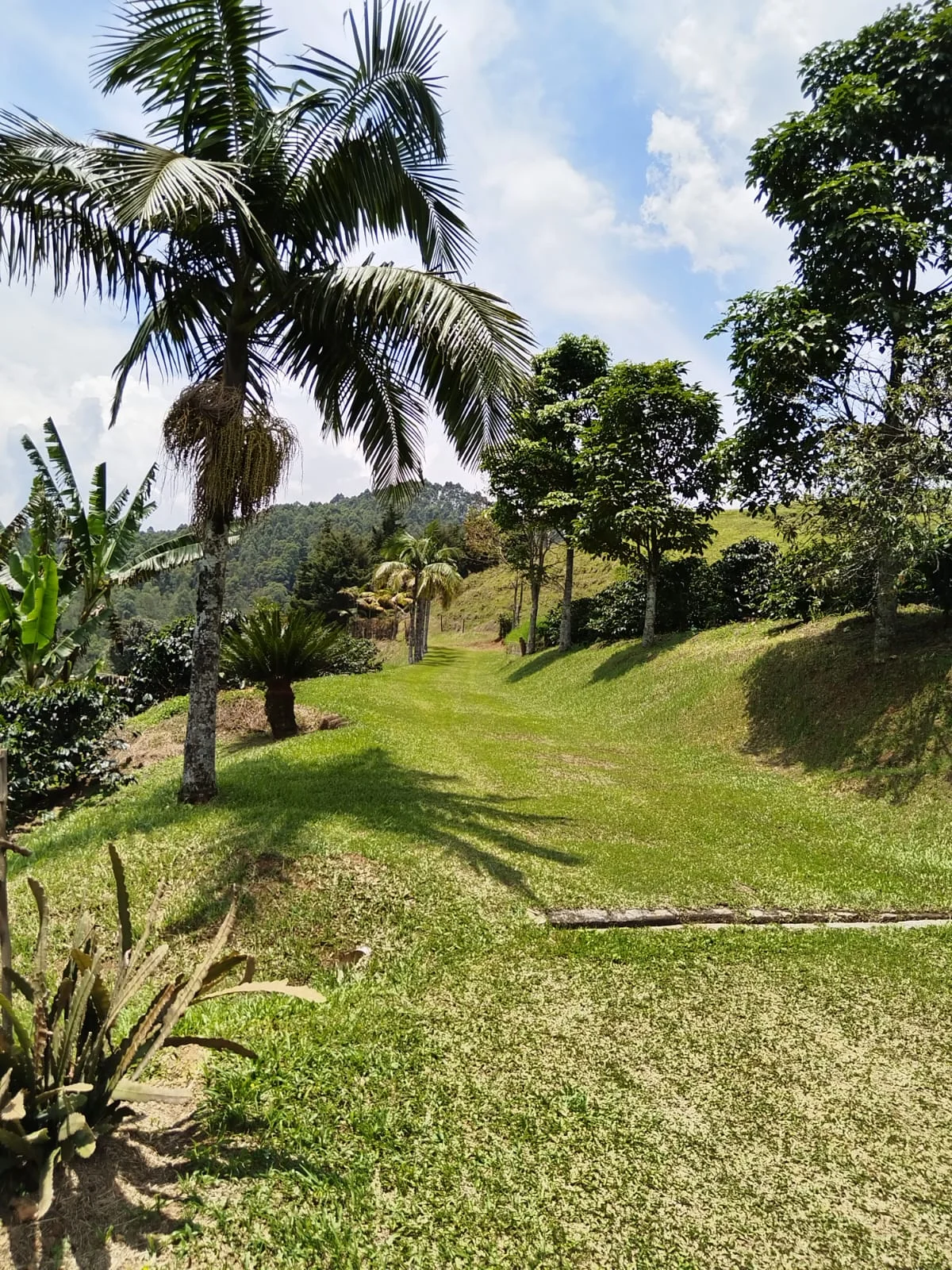 Artisanal Coffee Farm & Boutique Tourism Investment – Vereda El Jardín - Image 5